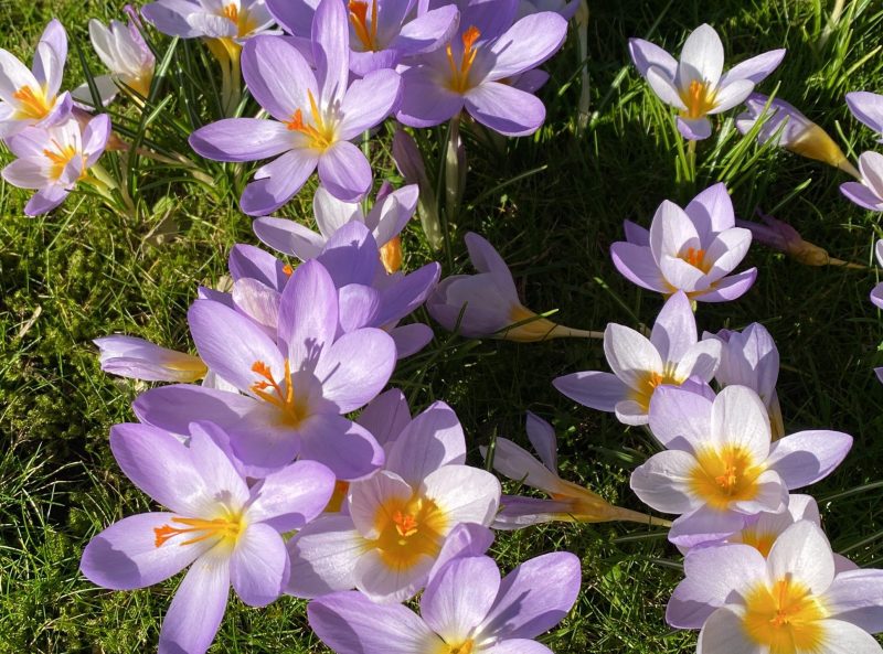 Rede.Engel_Claudia Engel_Frühling